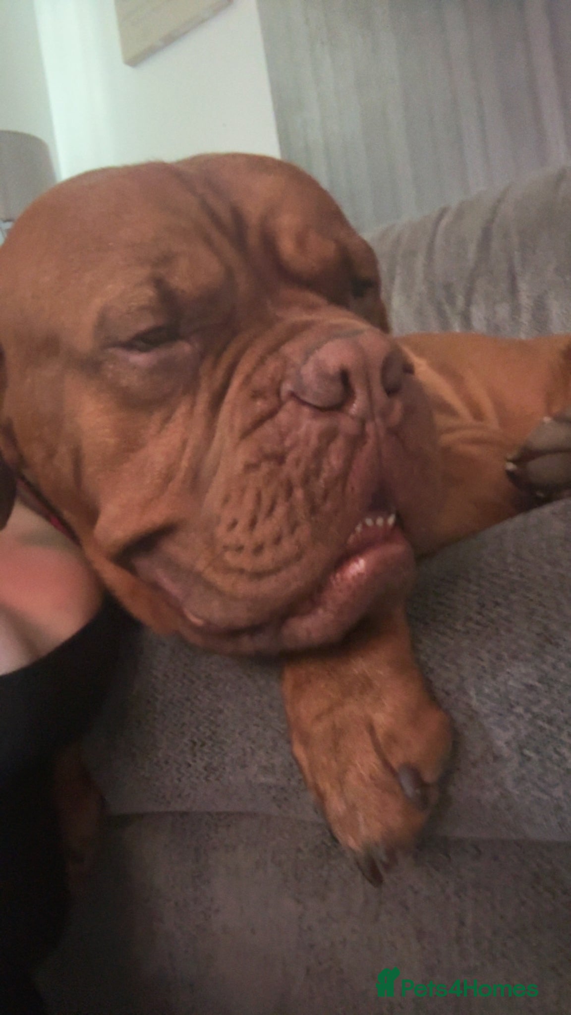 Dogue De Bordeaux dogs for sale: Beautiful big boy  - Advert 5