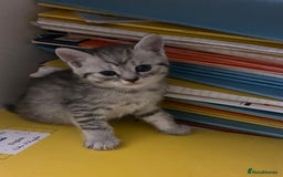 American Shorthair cats for sale: American shorthair  - Image 28
