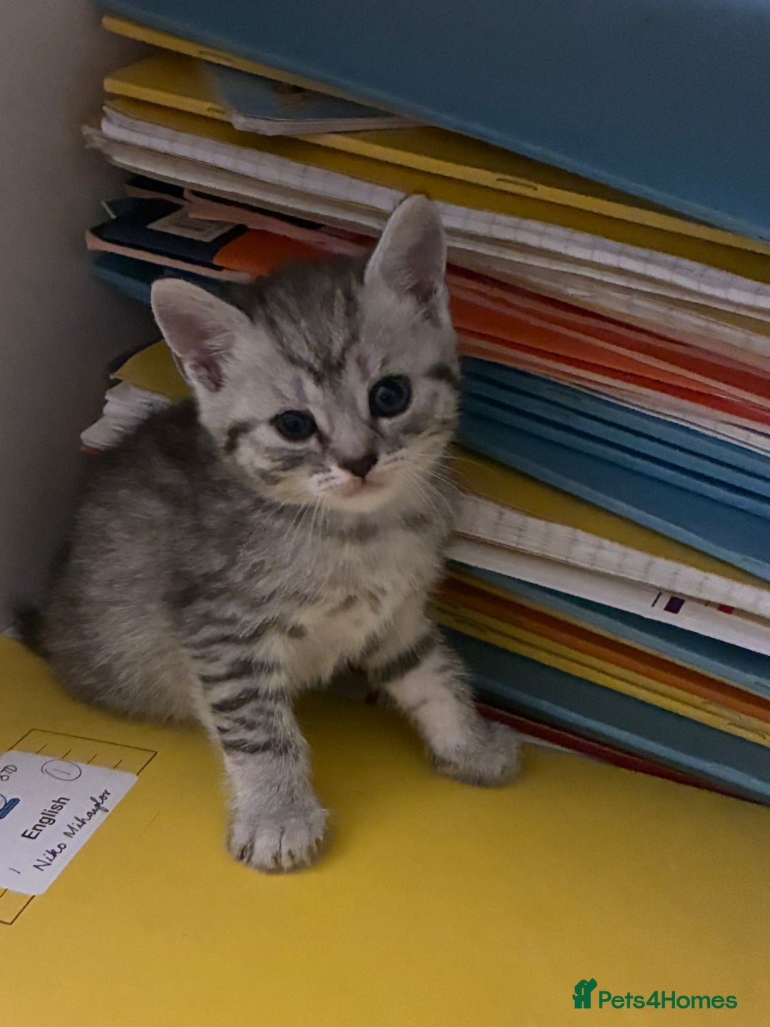 American Shorthair cats for sale: American shorthair  - Image 28