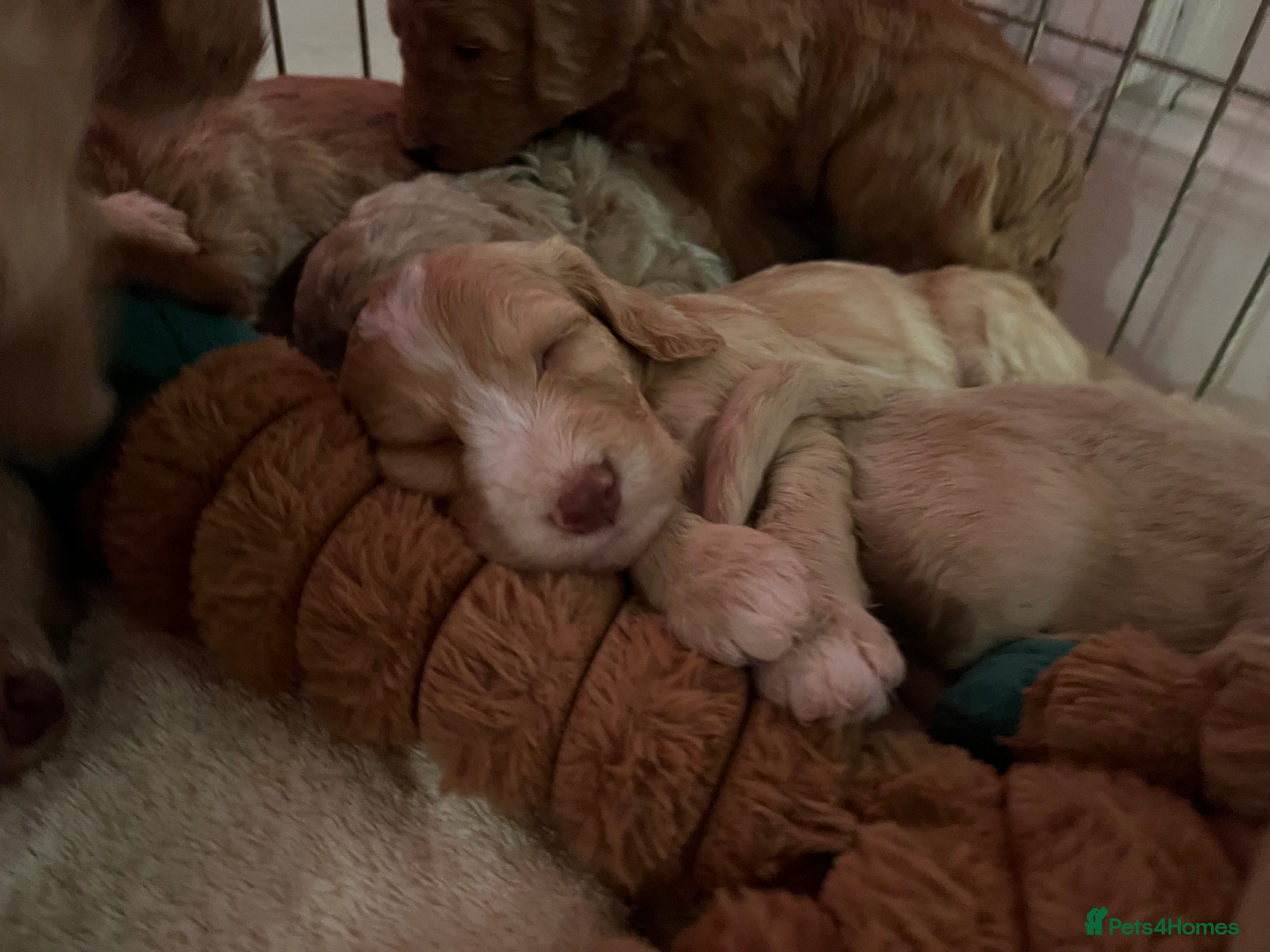 Cockapoo dogs F1B Cockapoo puppies - Advert 12