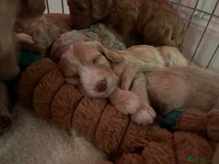 Cockapoo dogs F1B Cockapoo puppies - Advert 12