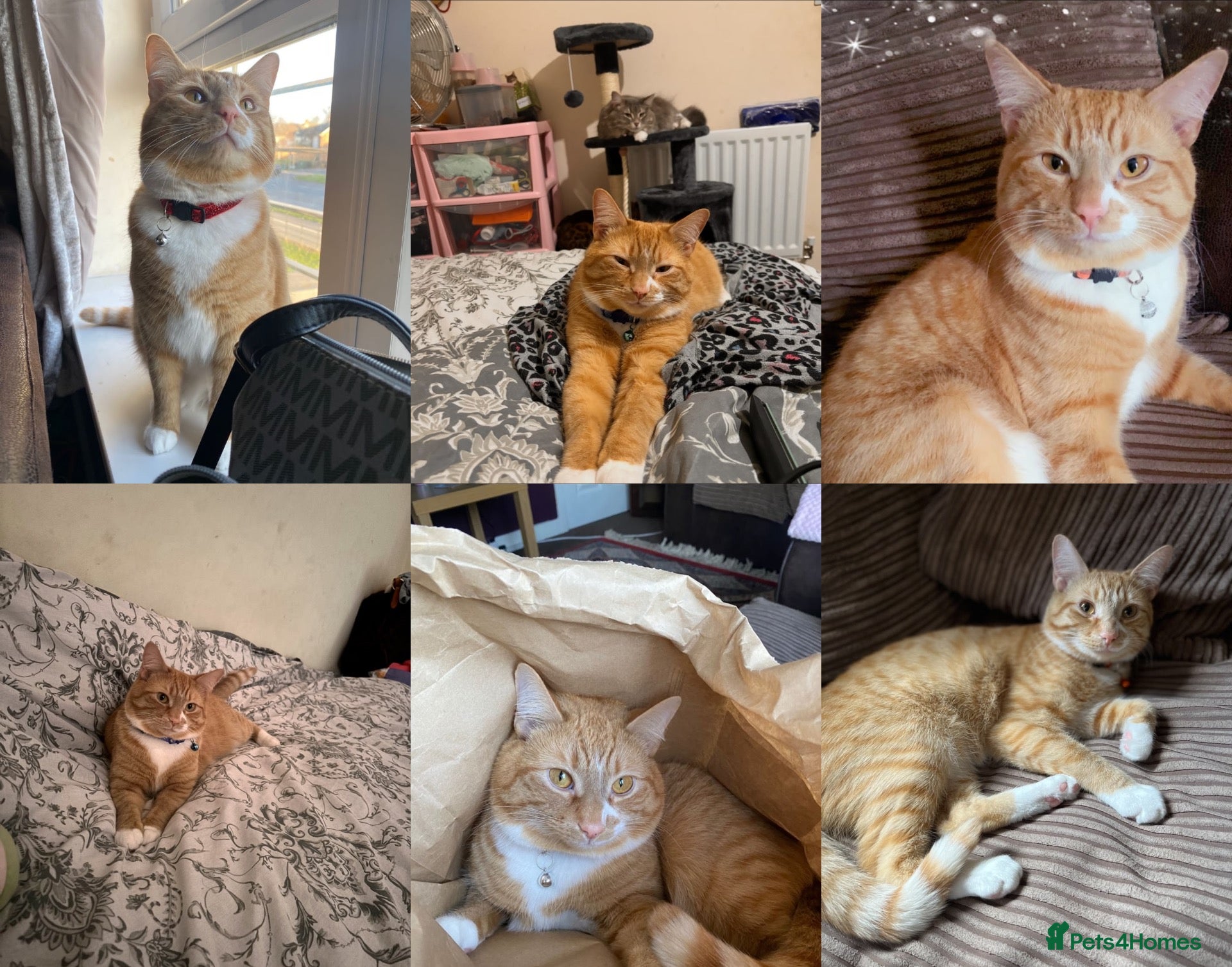 Mixed Breed cats I NEED A NEW HOME - Advert 1