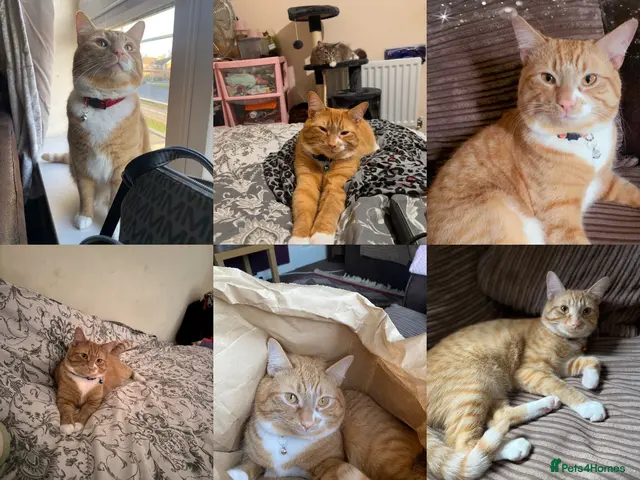 Mixed Breed cats I NEED A NEW HOME - Advert 1