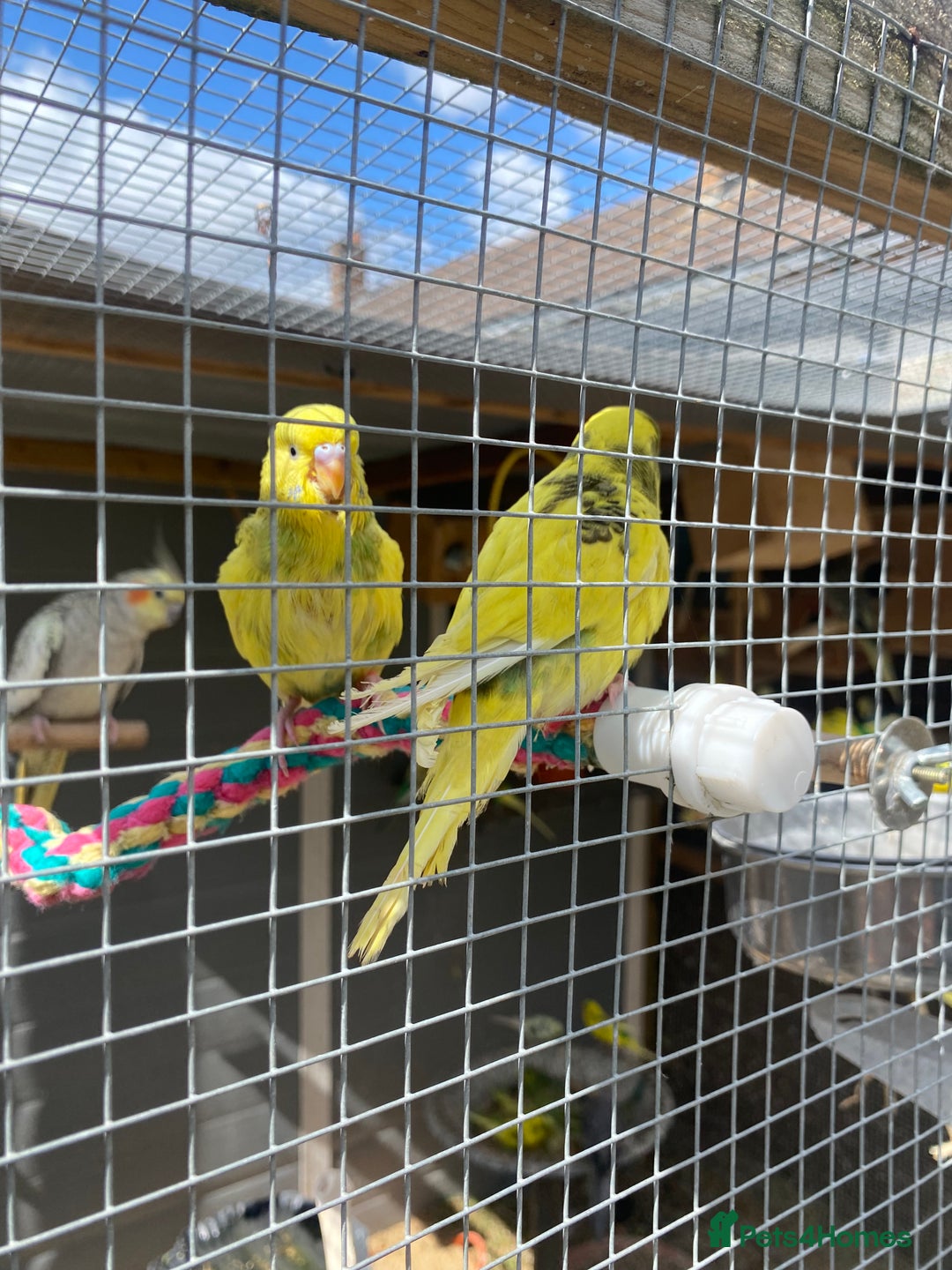 Budgerigars birds for sale: Hand reared budgies - Image 3