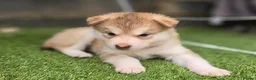 Alaskan Malamute dogs for sale: 1 Remaining Beautiful Alaskan Malamute Puppy - Advert 12