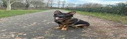 German Shepherd dogs for stud: KC Registered Working Line Sable German Shepherd - Advert 4