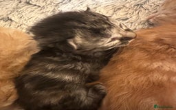 Maine Coon cats for sale: Gorgeous Maine coone kittens  - Image 13