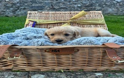 Labradoodle dogs for sale: 🐶 Adorable Labradoodle Puppies for Sale! 🐶 - Image 7