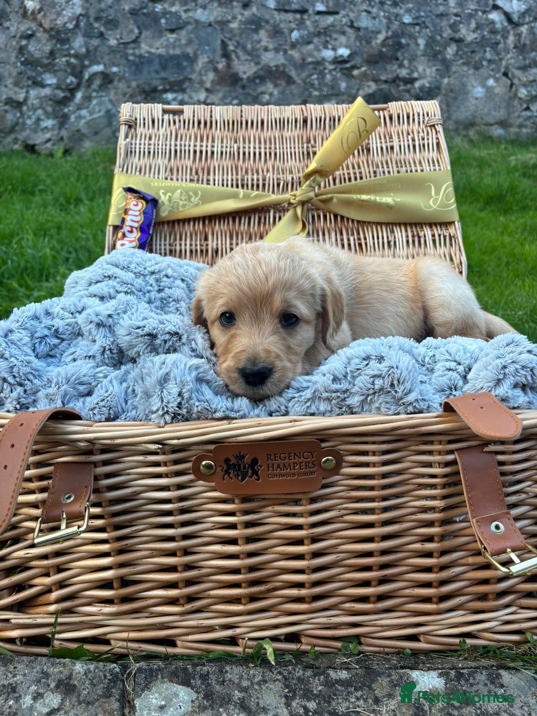 Labradoodle dogs for sale: 🐶 Adorable Labradoodle Puppies for Sale! 🐶 - Image 7