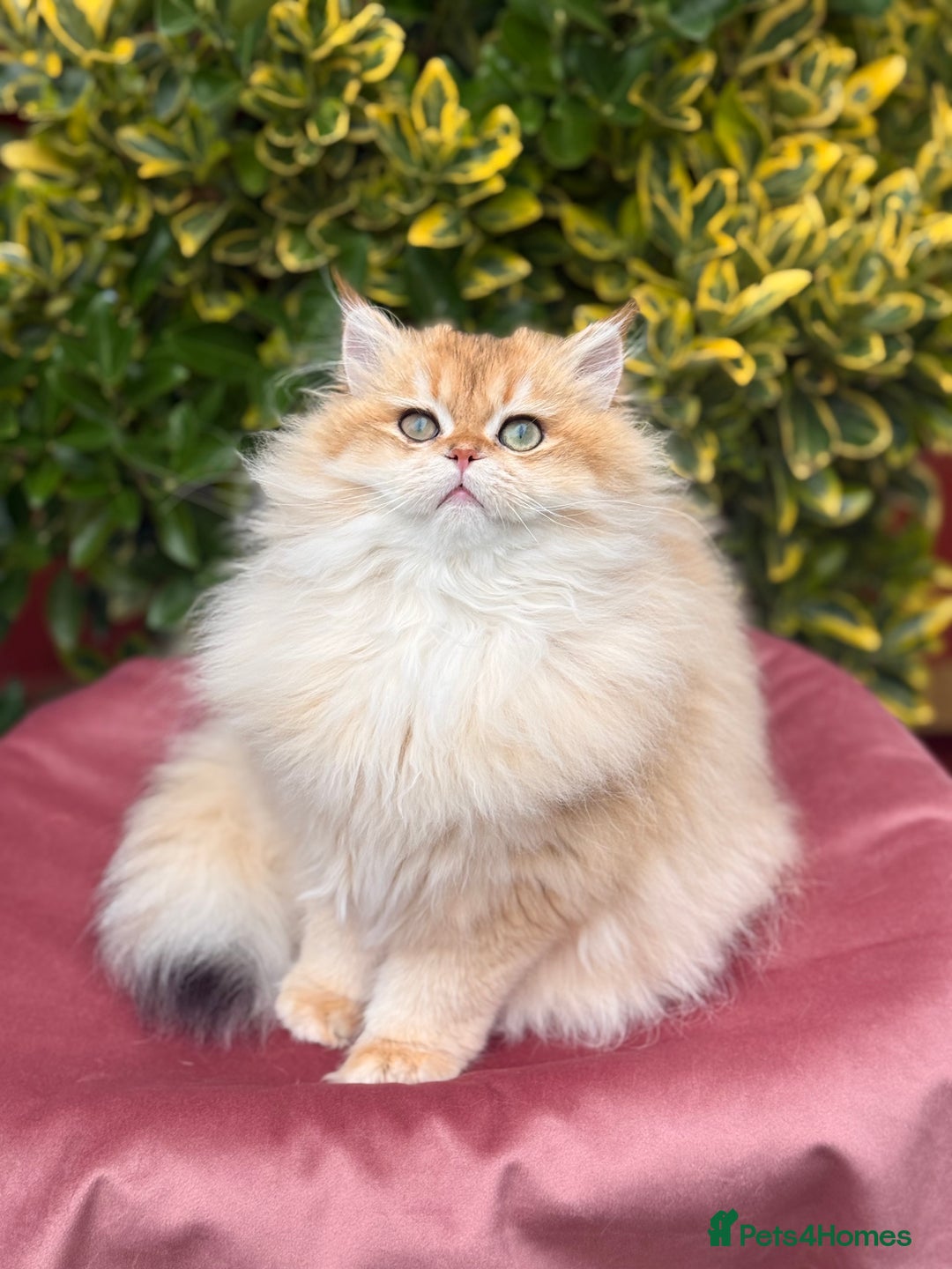 British Shorthair cats for sale: Last boy - superb pedigree and clear genetic tests - Advert 6