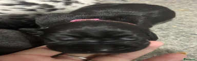 Pink Collar