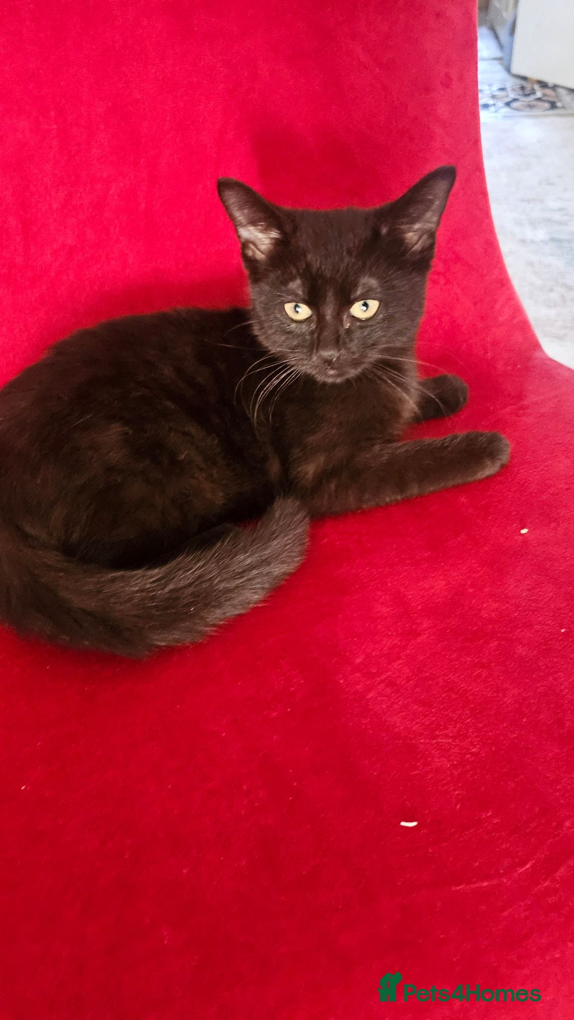 Mixed Breed cats 😻 **Discount today*** lovely kittens ❤️😻  - Advert 1