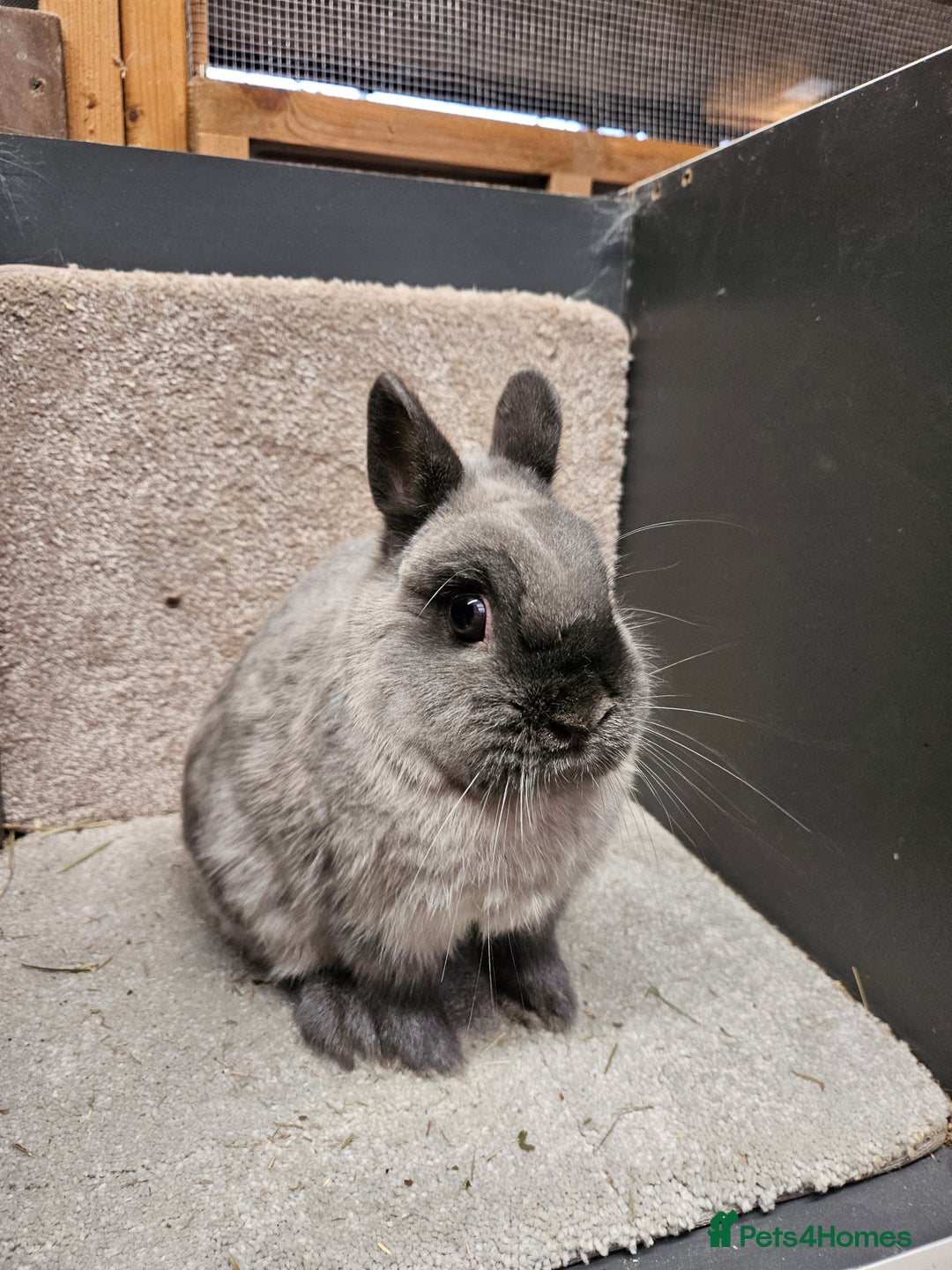 Netherland Dwarf rabbits for sale: Pure Bred Netherland Dwarfs young adult does - Advert 7