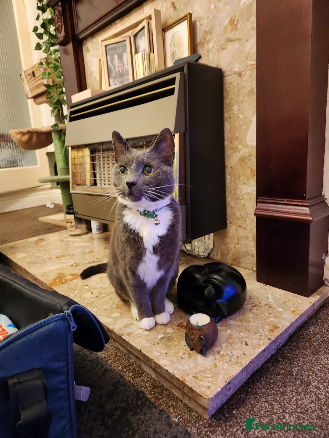 British Shorthair cats for sale: Loved pet for adoption  - Image 3