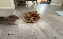Pomeranian dogs for sale: STUNNING mini Pomeranians  - Image 10