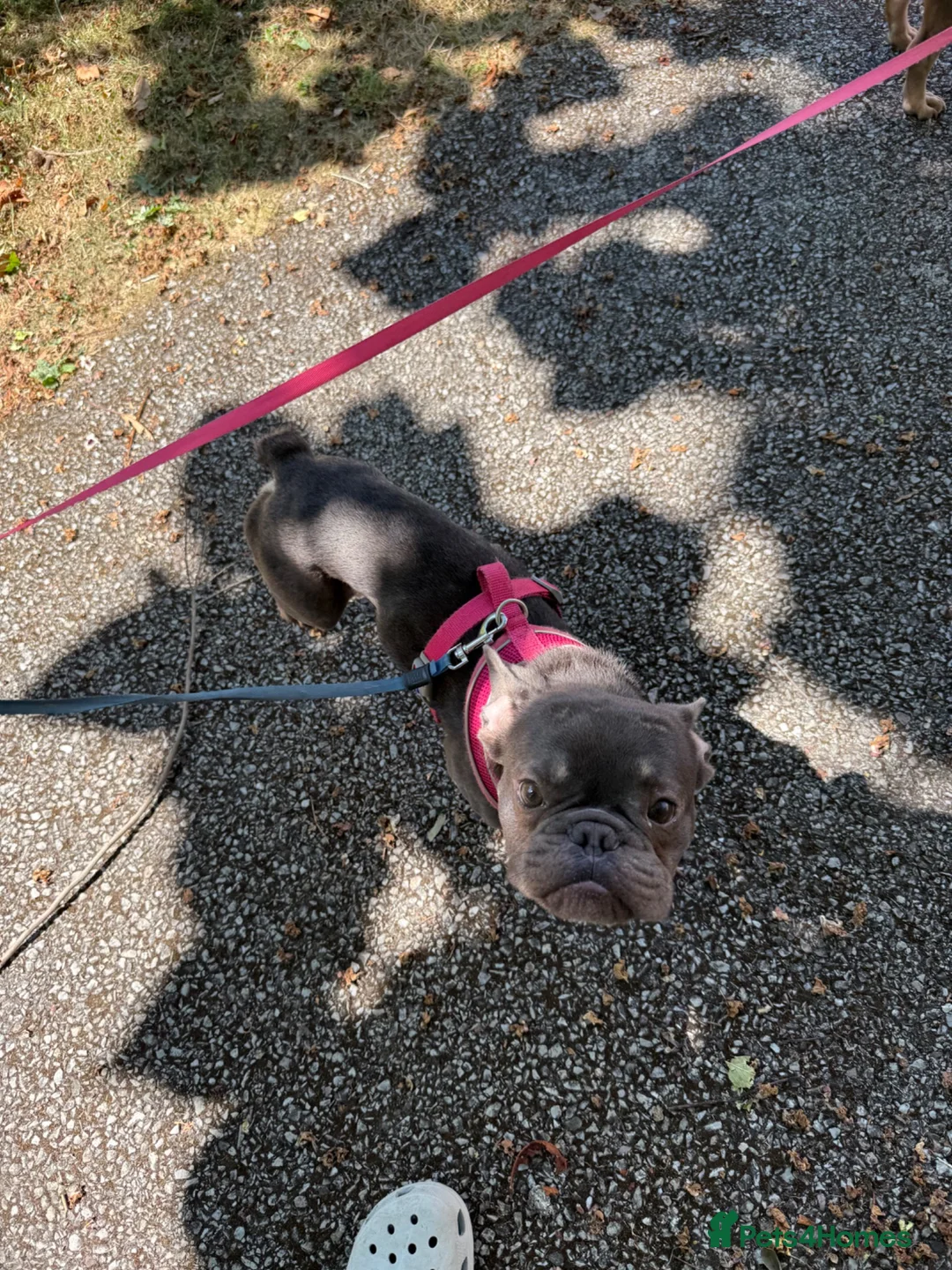 French Bulldog dogs for sale: 1 year old blue French bulldog  - Advert 4