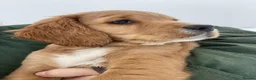 Cocker Spaniel dogs for stud: Exceptional Working Cocker Spaniel Stud Dog - Advert 7