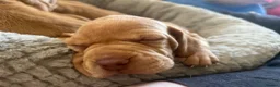 Hungarian Vizsla dogs for sale: Crufts Best in Show & Elite working Bloodlines - Advert 26