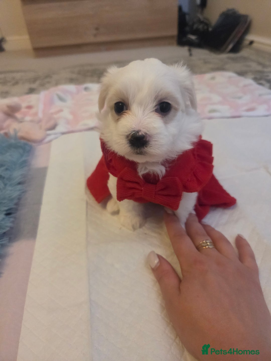 Mixed Breed dogs for sale: Cute puppies🐩 Ready to go 🏠 in London - Image 14