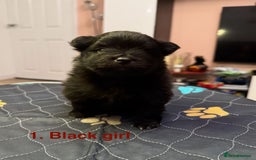 Pomeranian dogs for sale: Stunning Pomeranians  - Image 6