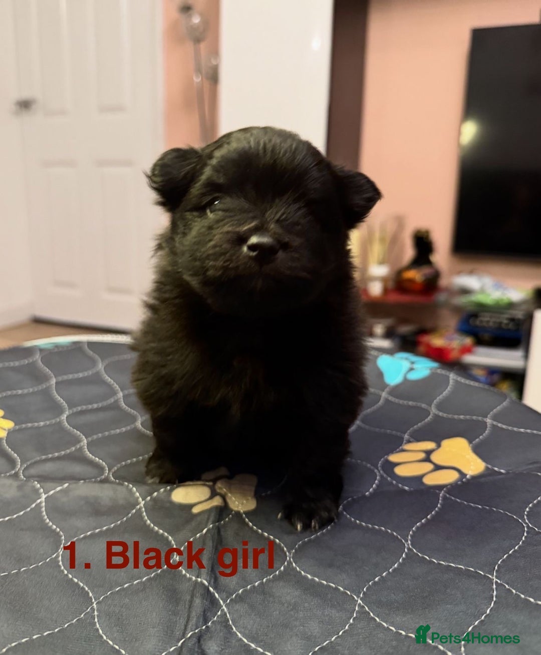 Pomeranian dogs for sale: Stunning Pomeranians  - Image 6