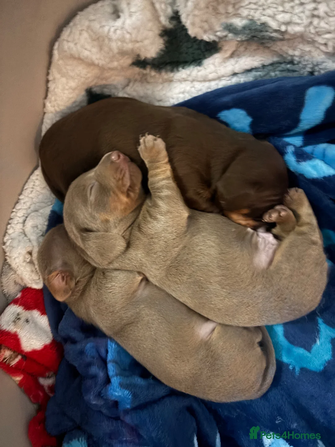 Dachshund dogs for sale: Dachshound Rabbit sized puppies stunning  in Blackpool - Advert 2