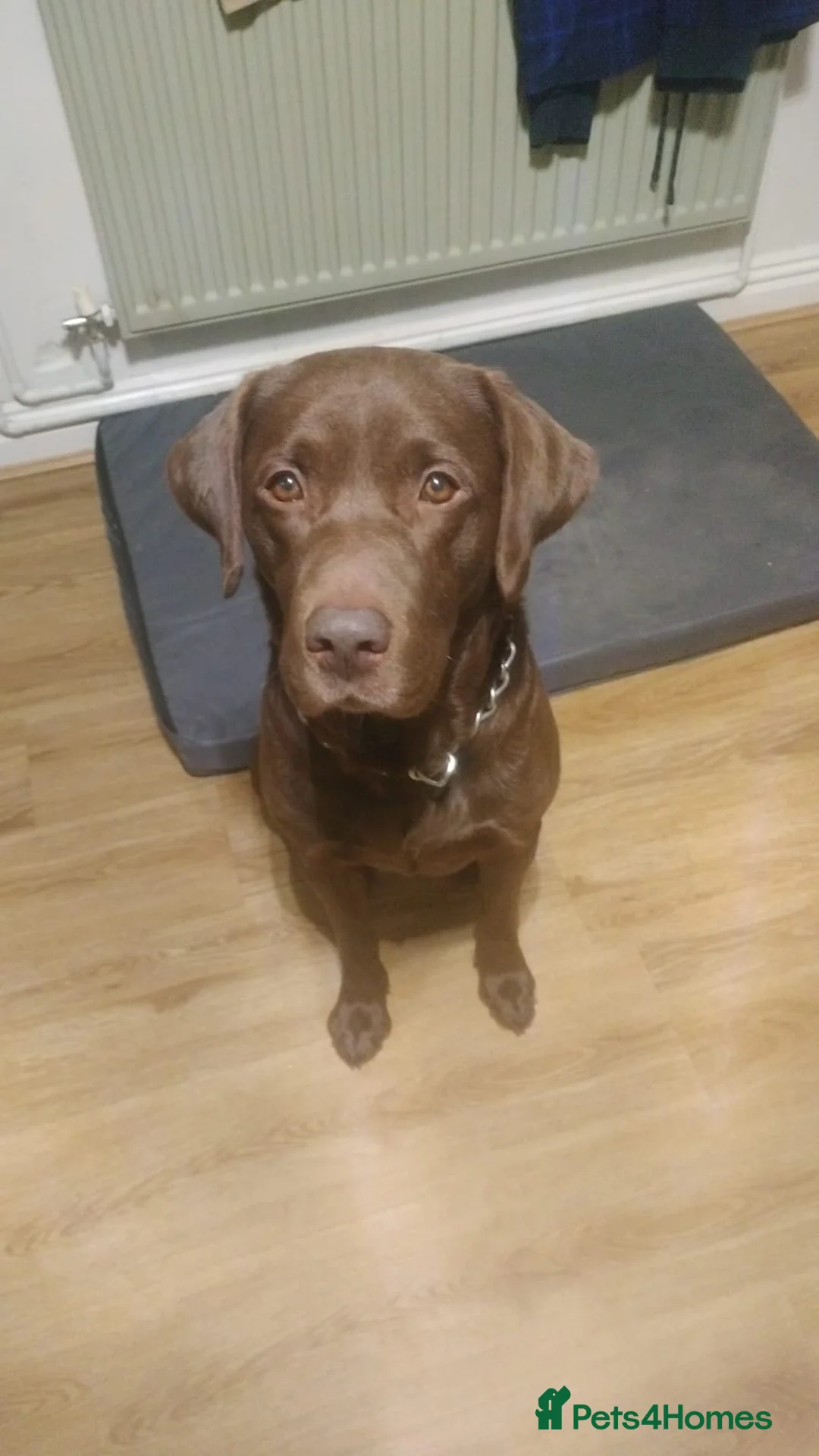 Labrador Retriever dogs for stud: Oscar  - Advert 1