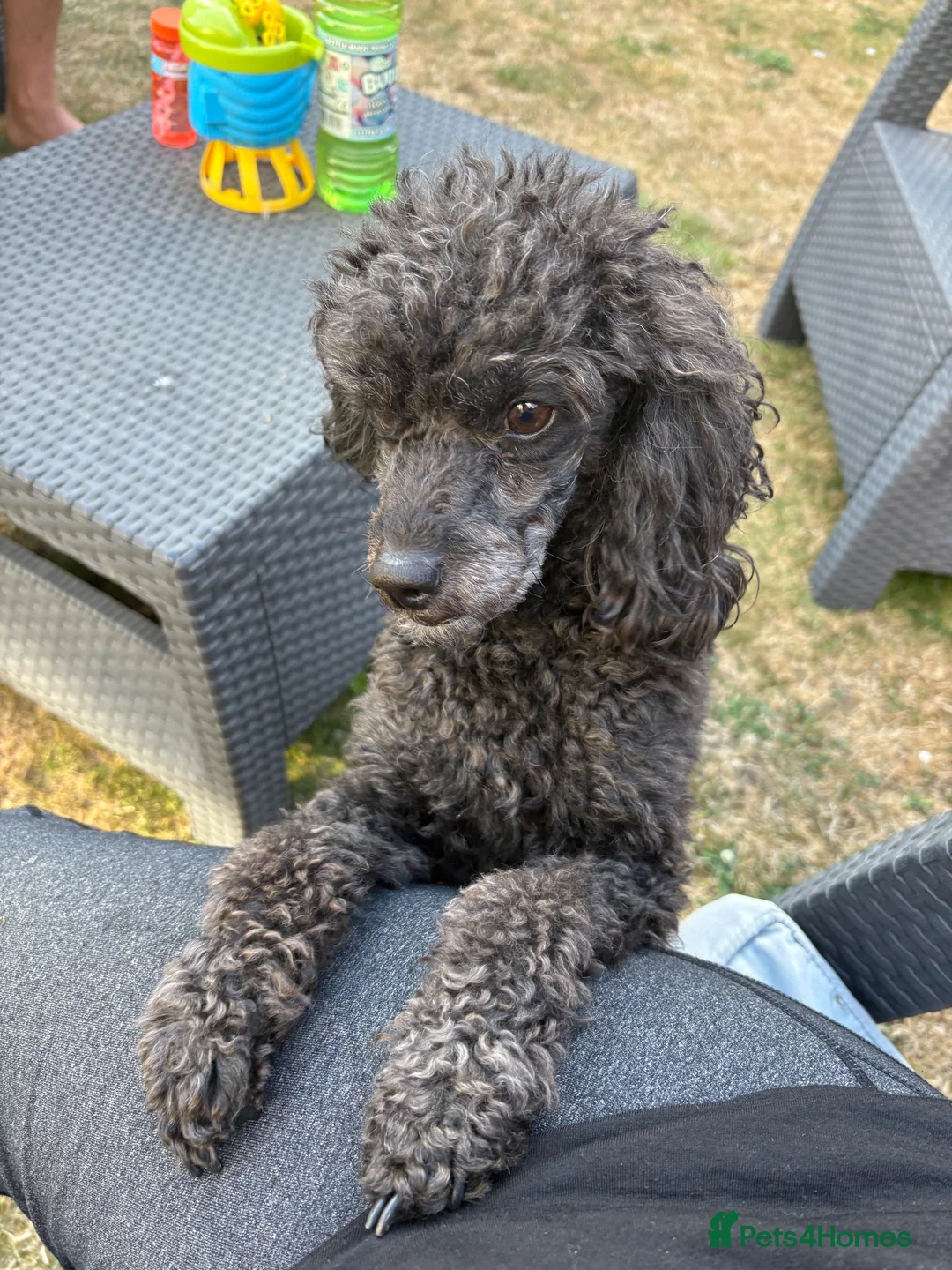 Toy Poodle dogs for sale: Male, 4 year old black toy poodle  - Advert 6