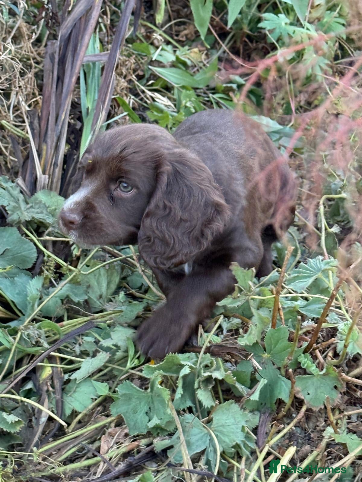 Cocker Spaniel dogs 8 weeks. Brown Cocker Spaniel near Bridgnorth  - Advert 2