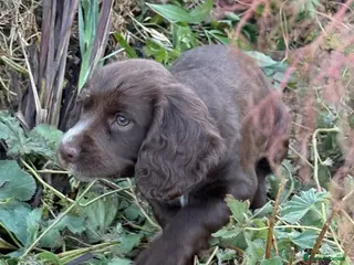 Cocker Spaniel dogs 8 weeks. Brown Cocker Spaniel near Bridgnorth - Advert 2