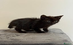 Russian Blue cats for sale: Russian blue x biocolor kittens 3 left  - Image 7