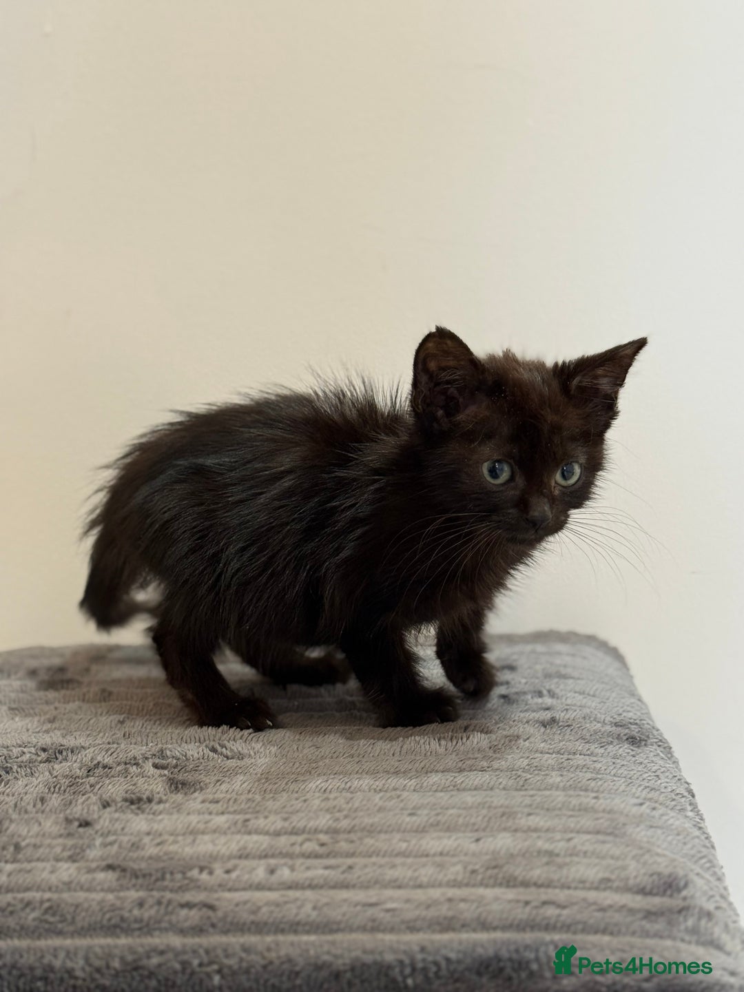 Russian Blue cats for sale: Russian blue x biocolor kittens 3 left  - Image 7
