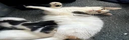 British Longhair cats for sale: british long hair kittens  in Hayling Island - Advert 4