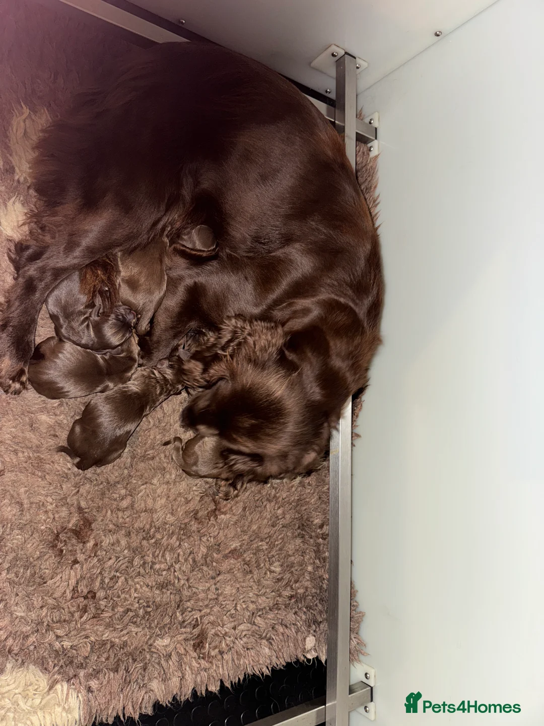 Cocker Spaniel dogs for sale: Stunning KC registered Cocker Spaniel Pups - Advert 13