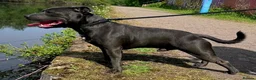 Staffordshire Bull Terrier dogs for sale: Beautiful KC Blue Staffordshire Bull Terrier Pups - Advert 30