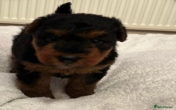 Welsh Terrier dogs for sale: Stunning Health Tested KC Reg Welshie Puppies - Advert 34