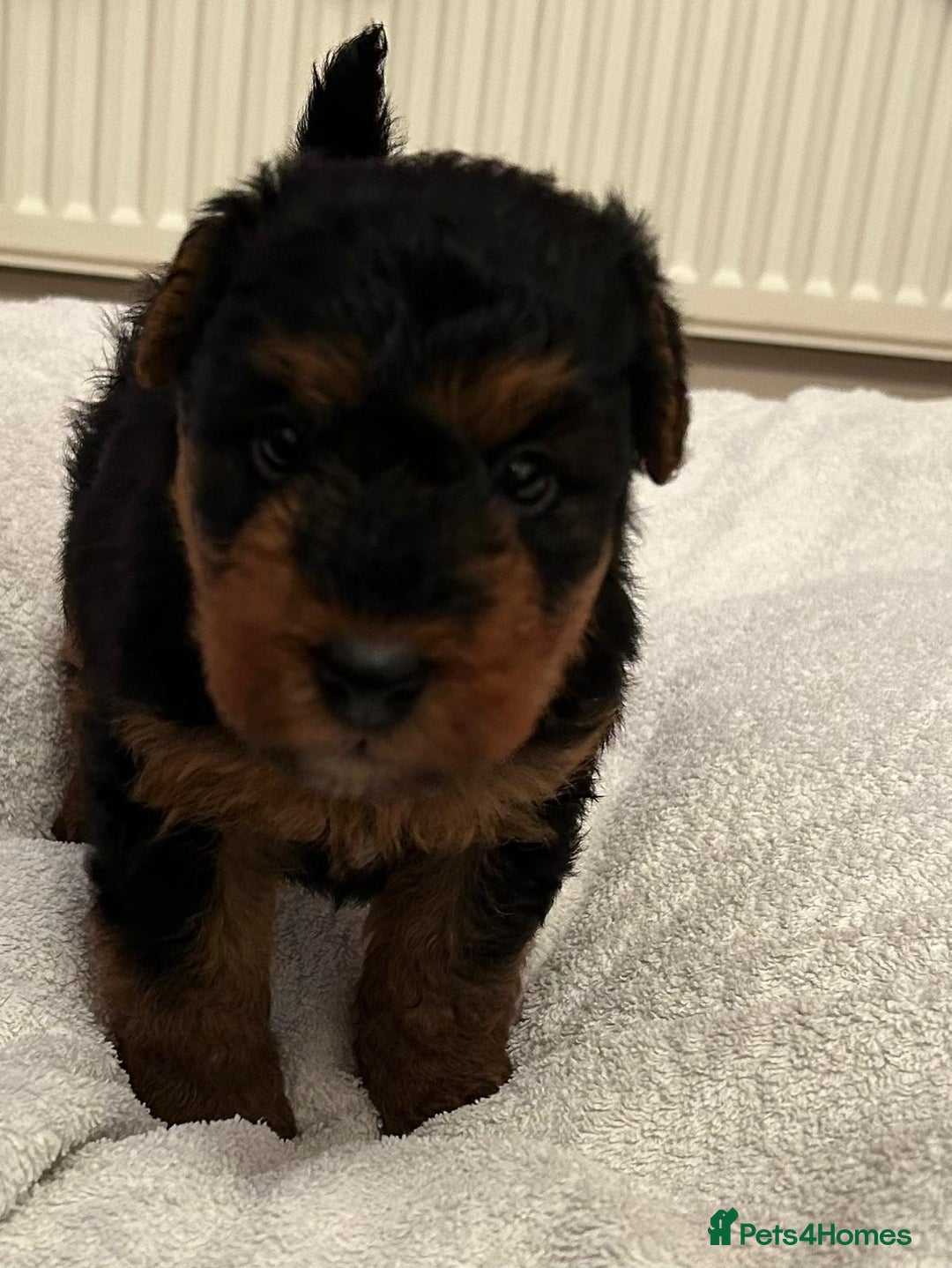 Welsh Terrier dogs for sale: Stunning Health Tested KC Reg Welshie Puppies - Advert 34