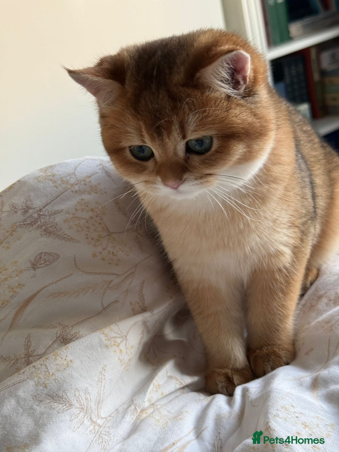 British Shorthair cats for sale: READY 2 Black Golden / Corin BSH boys - Advert 8