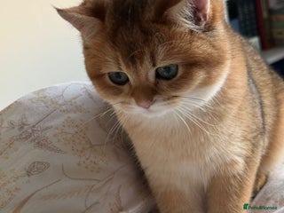 British Shorthair cats READY 2 Black Golden / Corin BSH boys - Advert 5