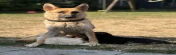 German Shepherd dogs for sale: German Shepard puppies  - Advert 2