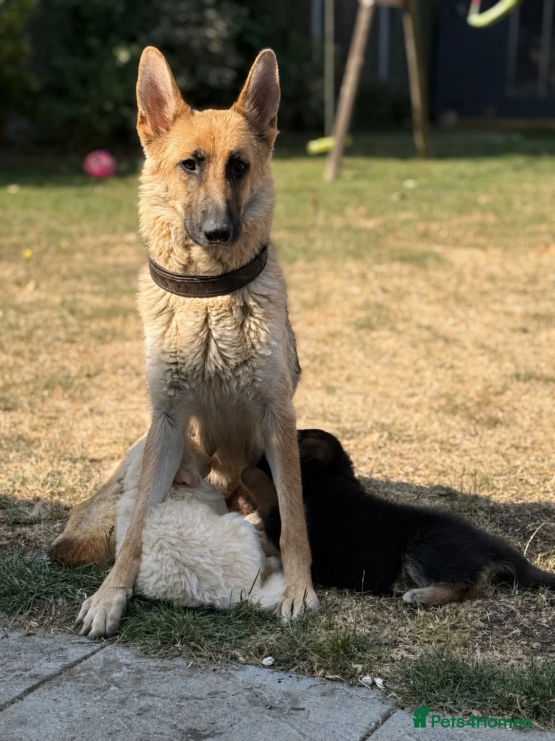 German Shepherd dogs for sale: German Shepard puppies  - Advert 2