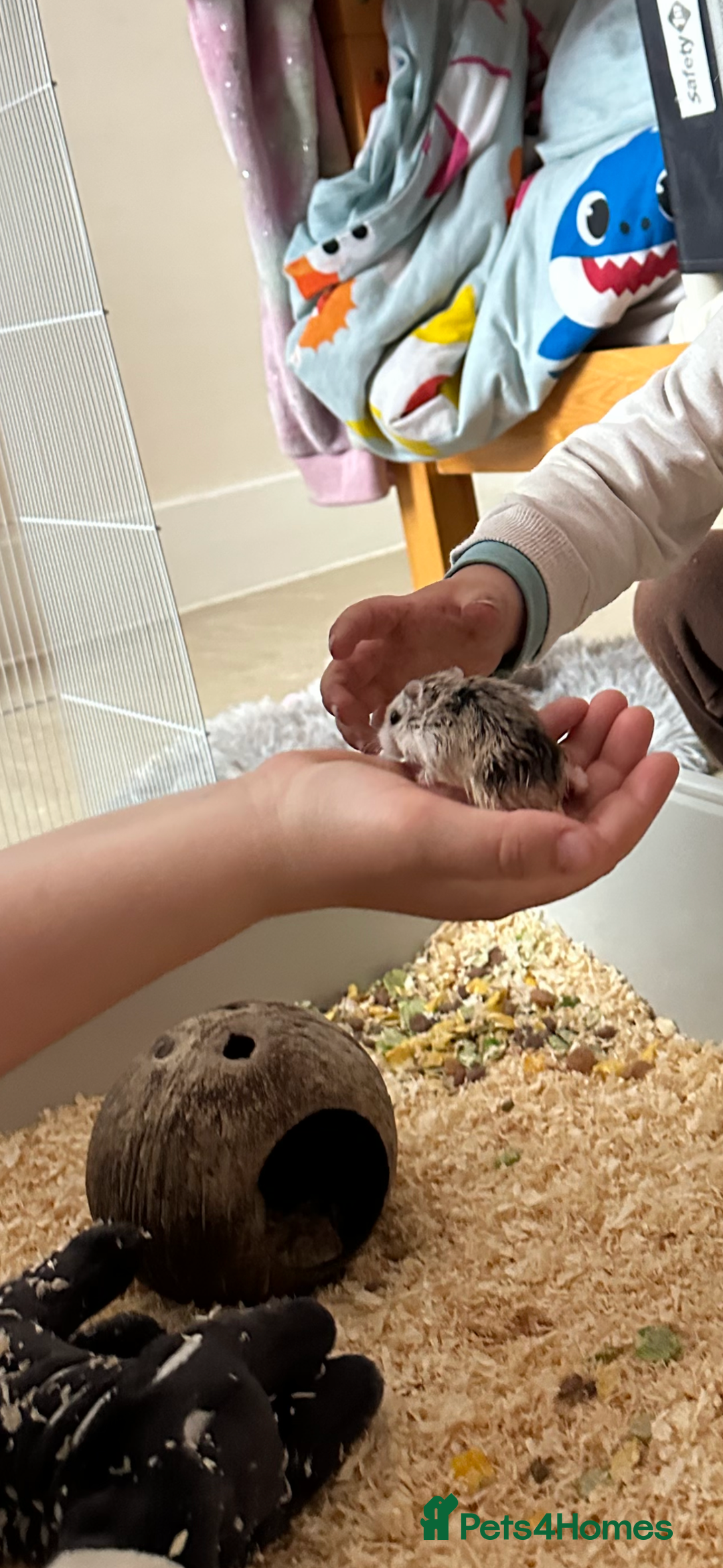 Hamster rodents for sale: 2 Brother Dwarf Hamster  - Advert 2