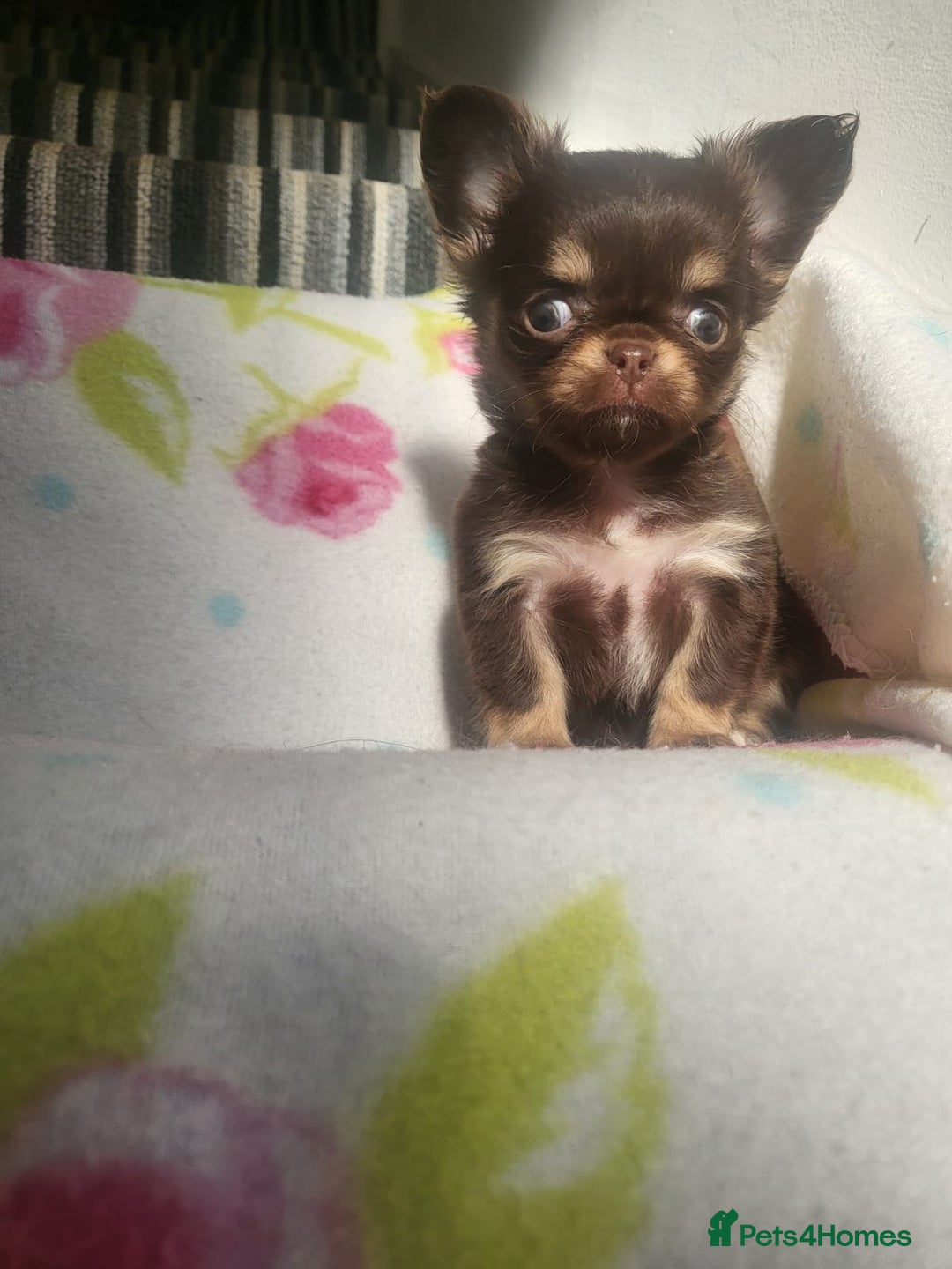 Chihuahua dogs for sale: Beautiful Long-Haired Chihuahua Puppies - Advert 7