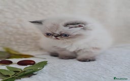 Persian cats for sale: Persian Kittens - Image 7
