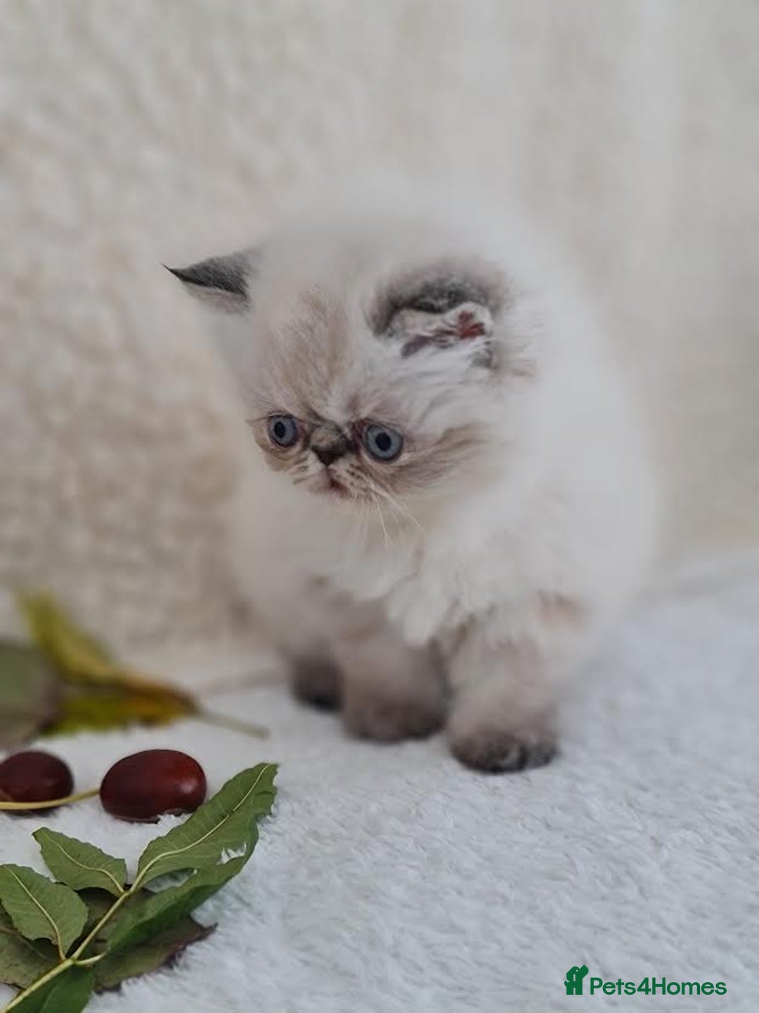 Persian cats for sale: Persian Kittens - Image 7