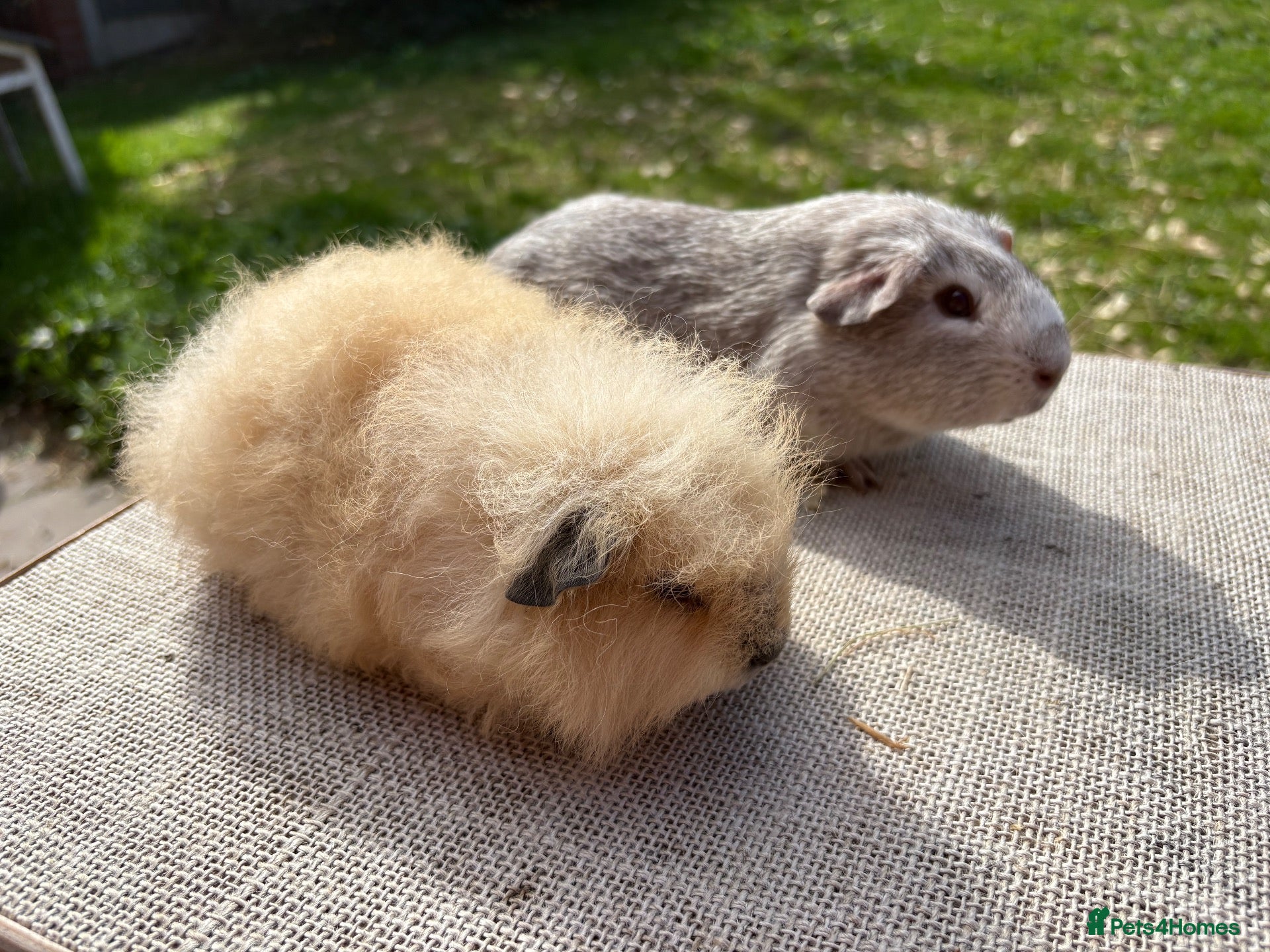 Guinea Pig rodents Beautiful baby guinea pigs. Swiss & Chinchilla. - Advert 1