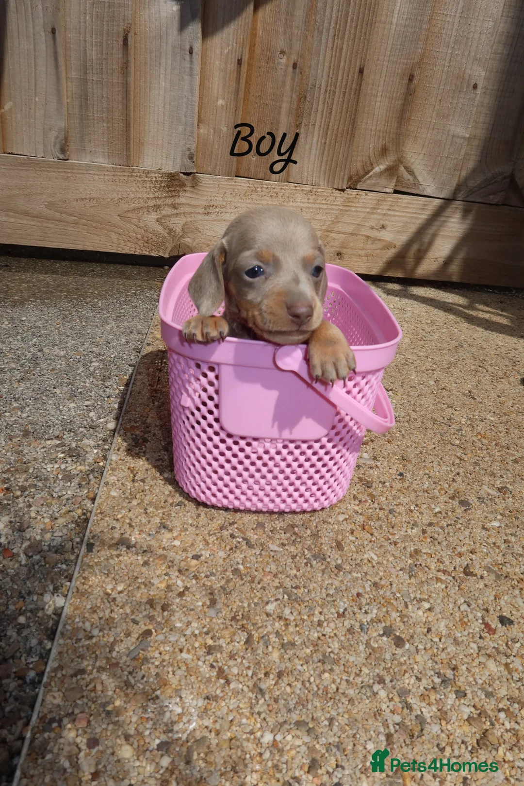 Miniature Dachshund dogs for sale:  miniature dachshunds  - Advert 5