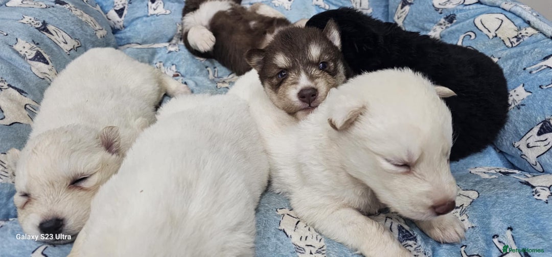 Siberian Husky dogs for sale: Wooly Siberian huskies - all Blue Eyes - Advert 5