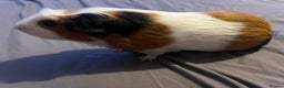 Guinea Pig rodents for sale: Female guinea pigs  - Advert 12