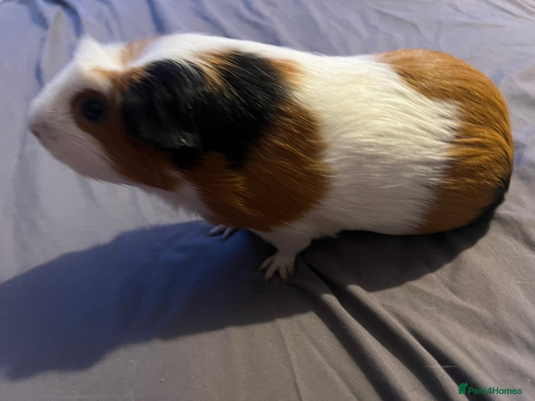 Guinea Pig rodents for sale: Female guinea pigs  - Advert 12